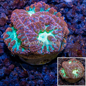 LiveAquaria® Cultured Blastomussa Coral