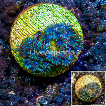 LiveAquaria® Cultured Sympodium Coral