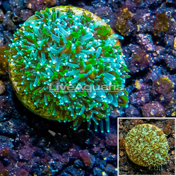 LiveAquaria® Cultured Galaxea Coral