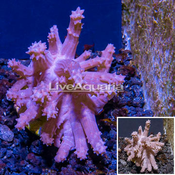 LiveAquaria® Cultured Tree Coral