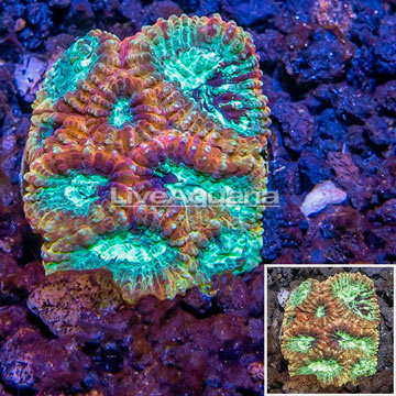 LiveAquaria® Cultured Goniastrea Coral