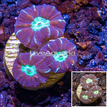 LiveAquaria® Cultured Candy Cane Coral