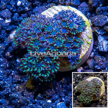 LiveAquaria® Cultured Sympodium Polyps