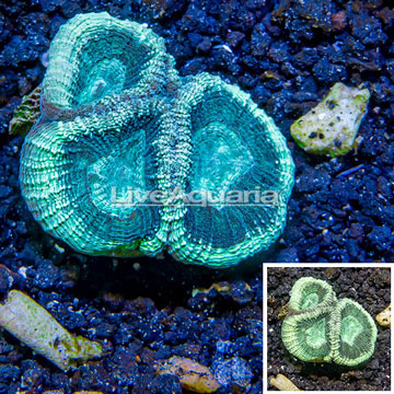 LiveAquaria® Cultured Goniastrea Coral