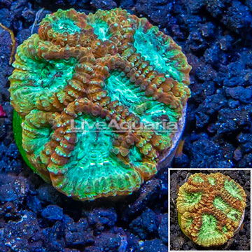 LiveAquaria® Cultured Goniastrea Coral