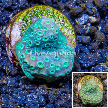 LiveAquaria® Cultured Pavona Coral