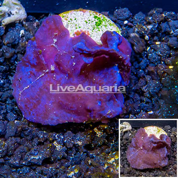 LiveAquaria® Cultured Photosynthetic Plating Blue Sponge