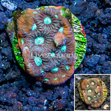 LiveAquaria® Cultured War Coral