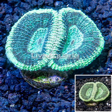 LiveAquaria® Cultured Goniastrea Brain Coral