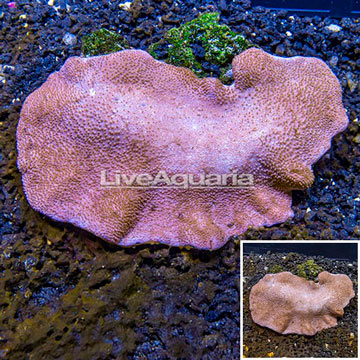 Toadstool Leather Coral Vietnam