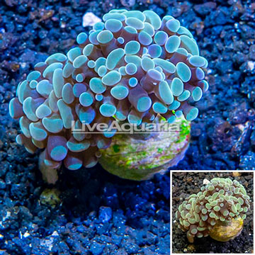 LiveAquaria® Cultured Hammer Coral