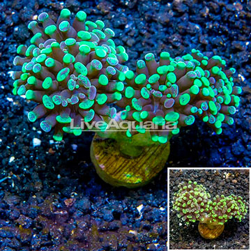 LiveAquaria® Cultured Hammer Coral