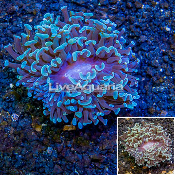 LiveAquaria® Cultured Hammer Coral