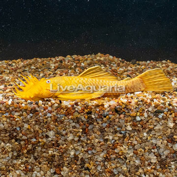 Bristlenose Plecostomus