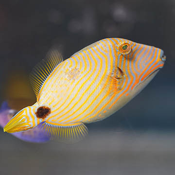 Undulated Triggerfish, 3.25