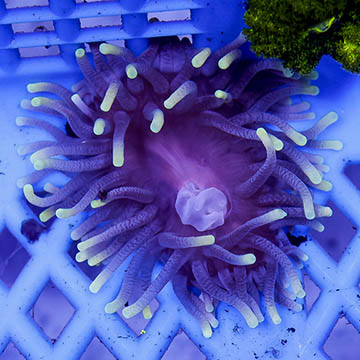 Long Tentacle Anemone Purple