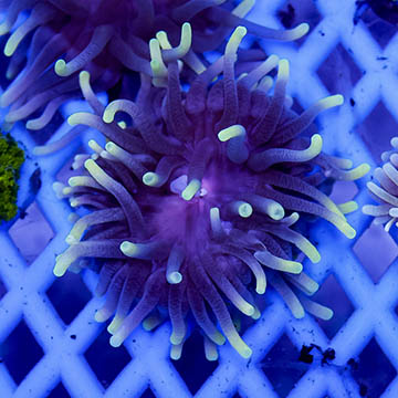 Long Tentacle Anemone Purple