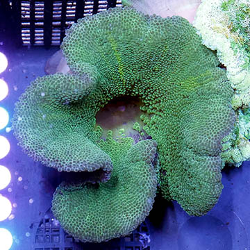 Haddon's Carpet Anemone, Green
