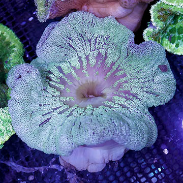 Haddon's Carpet Anemone, Green