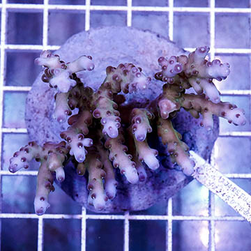 Acropora Coral Indonesia