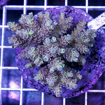 Acropora Coral Indonesia