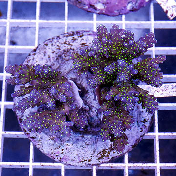 Acropora Coral Indonesia