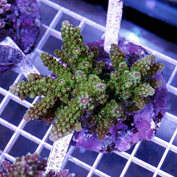 Acropora Coral Indonesia