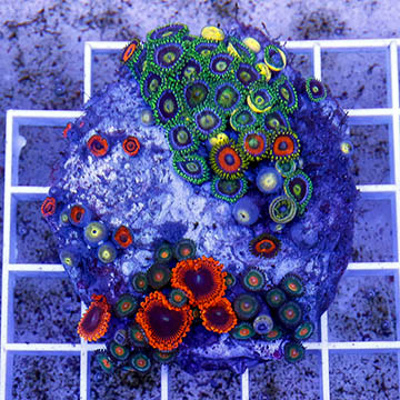 Zoanthus Coral Indonesia