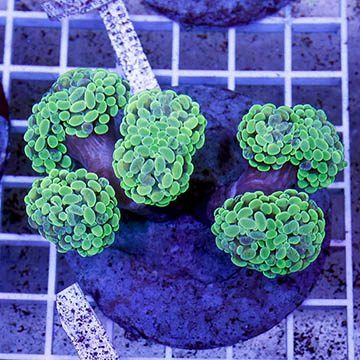 Branching Hammer Coral Indonesia