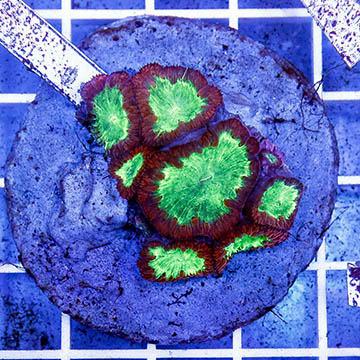 Blastomussa Coral Indonesia