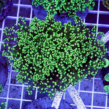 Green Frogspawn Coral Indonesia