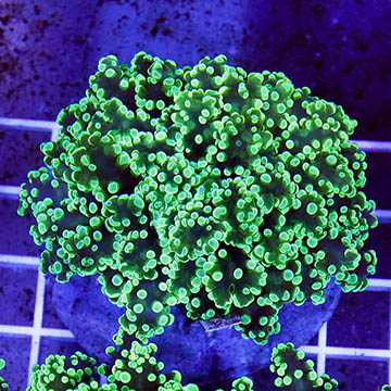Green Frogspawn Coral Indonesia
