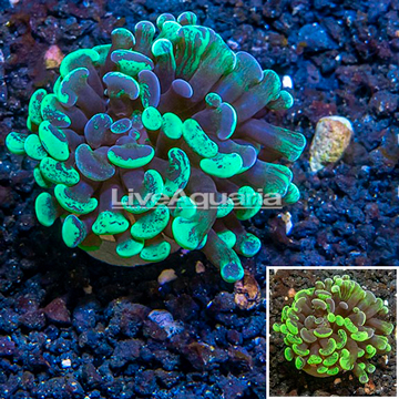 LiveAquaria® Cultured Hammer Coral