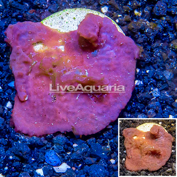 LiveAquaria® Cultured Photosynthetic Plating Red Sponge