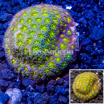 LiveAquaria® Cultured Leptastrea Coral