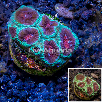 LiveAquaria® Cultured Favia Coral