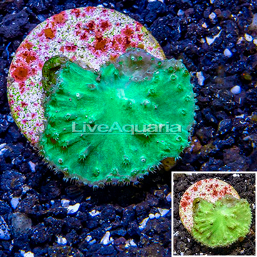 LiveAquaria® Cultured Green Cabbage Leather Coral