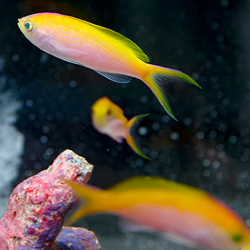 Bartlett's Fairy Anthias, 2 Trio