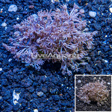 Xenia Coral Vietnam