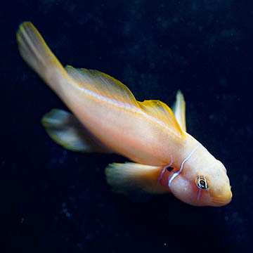 Citrinis Clown Goby, 2
