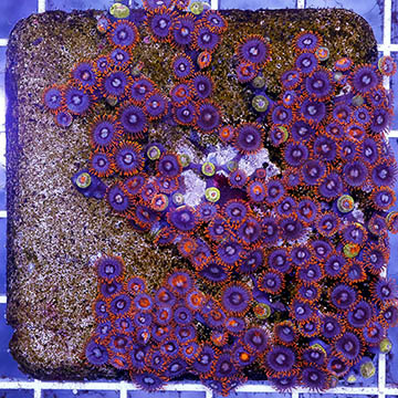 Zoanthus Coral Indonesia