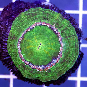 Scolymia Coral Australia