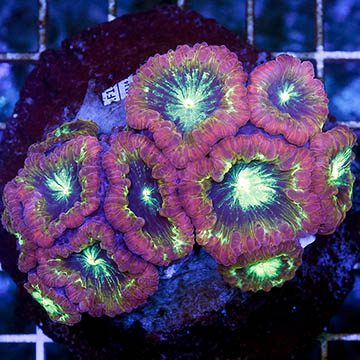 Blastomussa Coral Indonesia