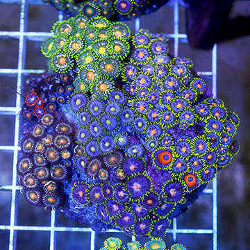 Zoanthus Coral Combo Rock