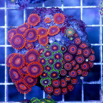Zoanthus Coral Combo Rock