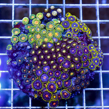 Zoanthus Coral Combo Rock