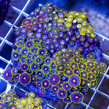 Zoanthus Coral Combo Rock