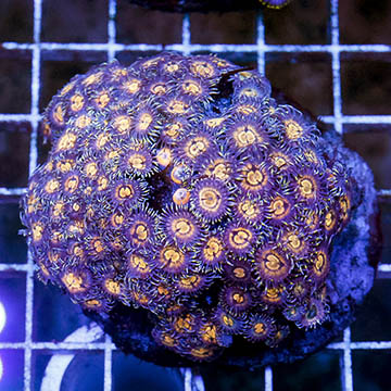 Zoanthus Coral Indonesia