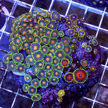 Zoanthus Coral Indonesia