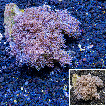 Xenia Coral Indonesia